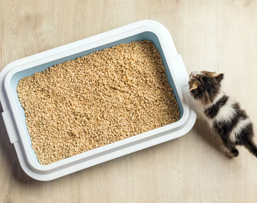kitten-uses-litter-box.jpg
