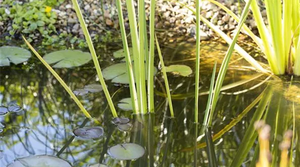 Iris und Seerose im Teich