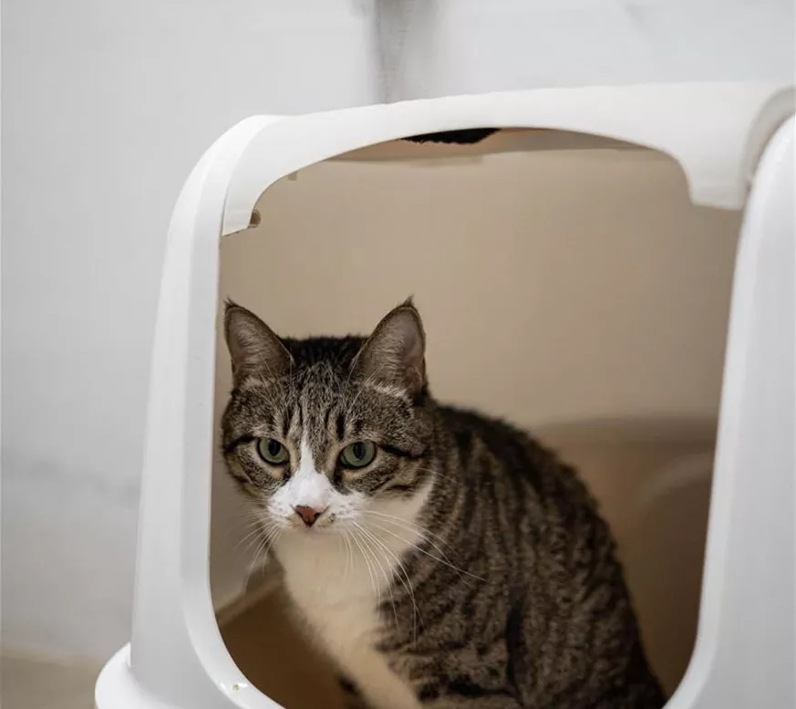cat-is-sitting-cat-litter-box.jpg