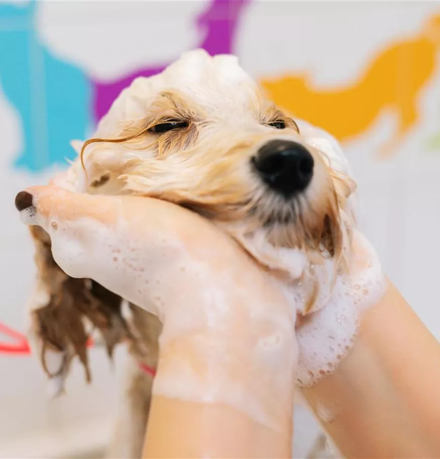 Hund wird mit Hundeshampoo gewaschen.jpg