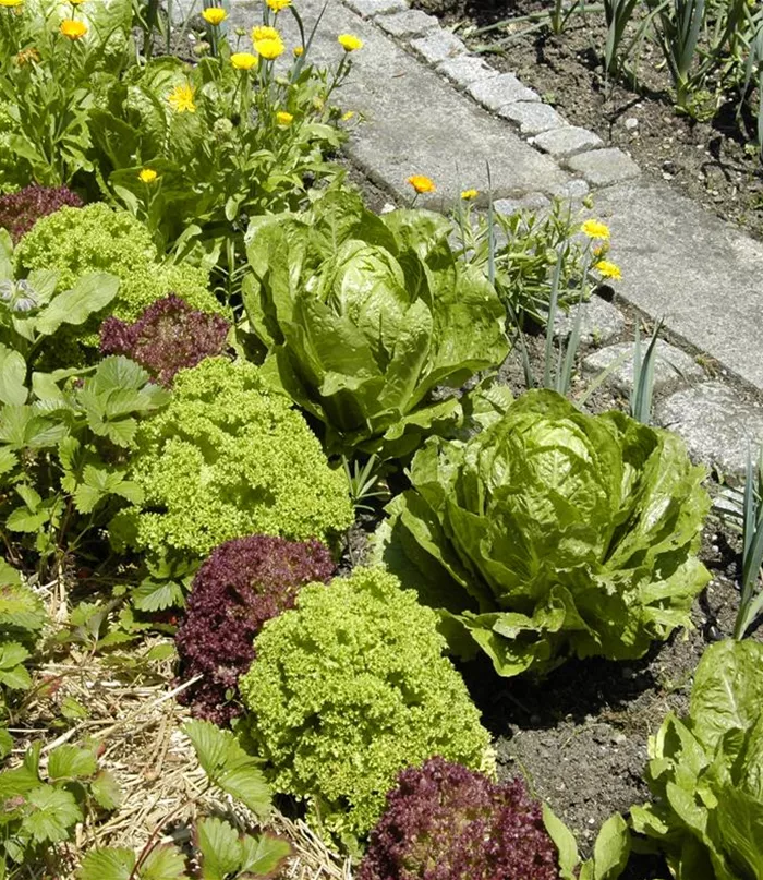 Gartencenter Haubensak