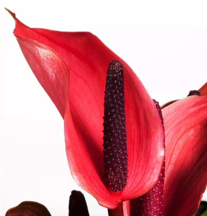 Flamingoblume, Anthurium