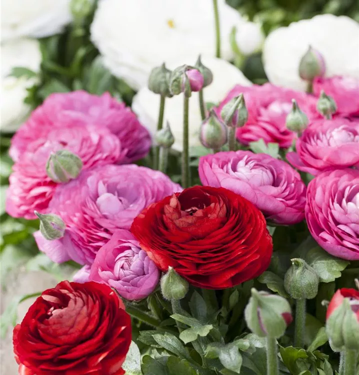 Ranunculus asiaticus, Ranunkel