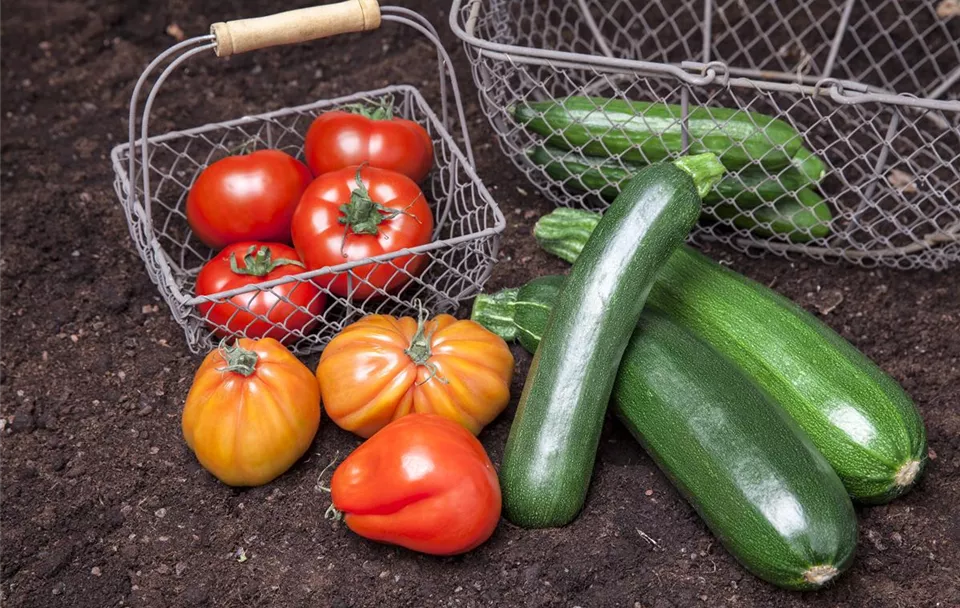 Gemüsemix (Tomaten, Zucchini)
