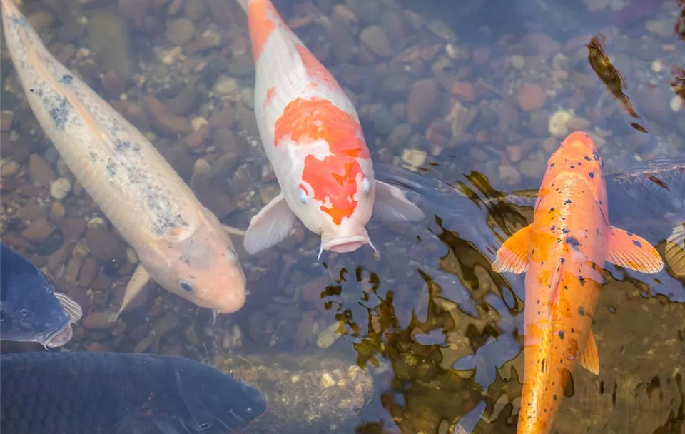 Fische im Teich