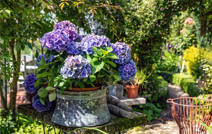 Hortensie im Pflanzkübel 