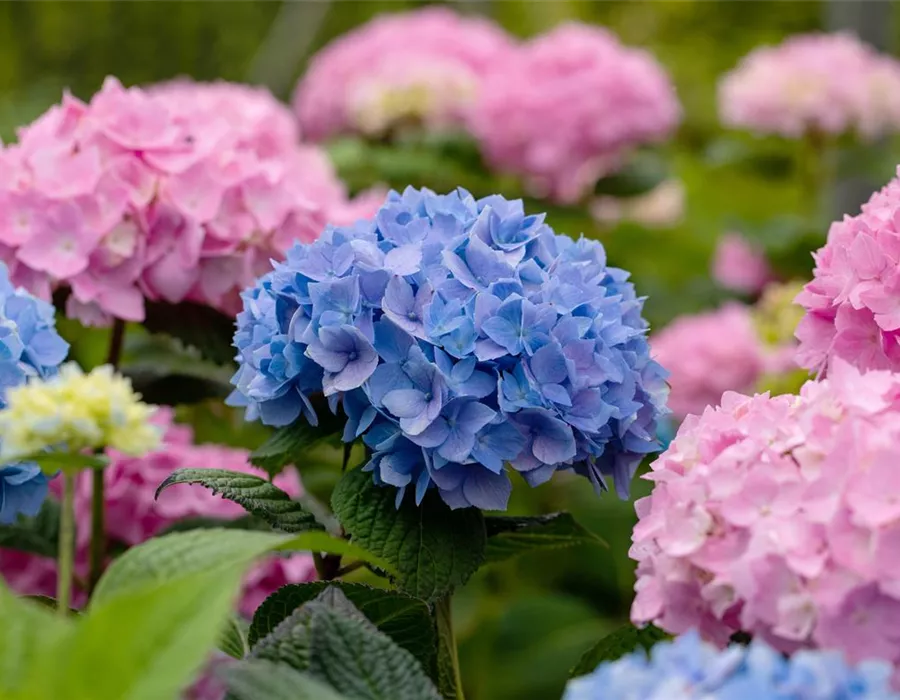 Hortensien Pflegetipps