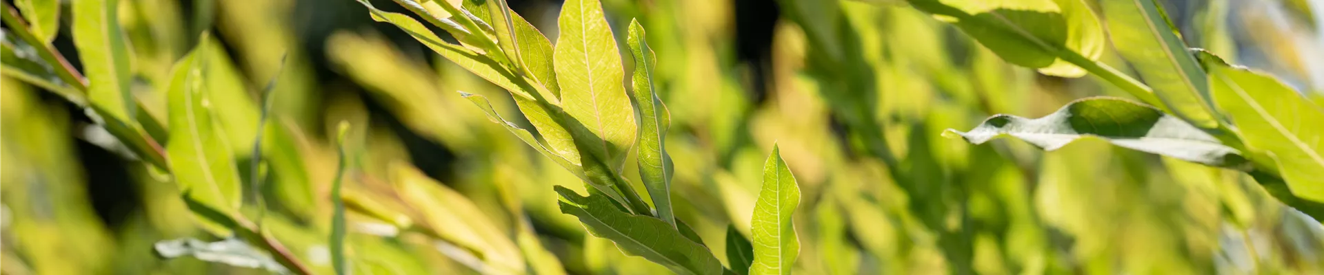 GS649227.jpg GS649227.jpg