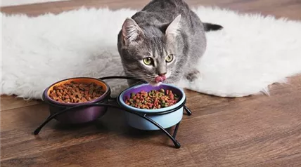 Katze schleckt genüßlich vor ihrem Futternapf die Lefzen.jpg Katze schleckt genüßlich vor ihrem Futternapf die Lefzen.jpg