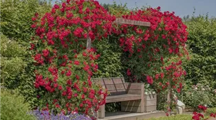 Kletterrose, rot