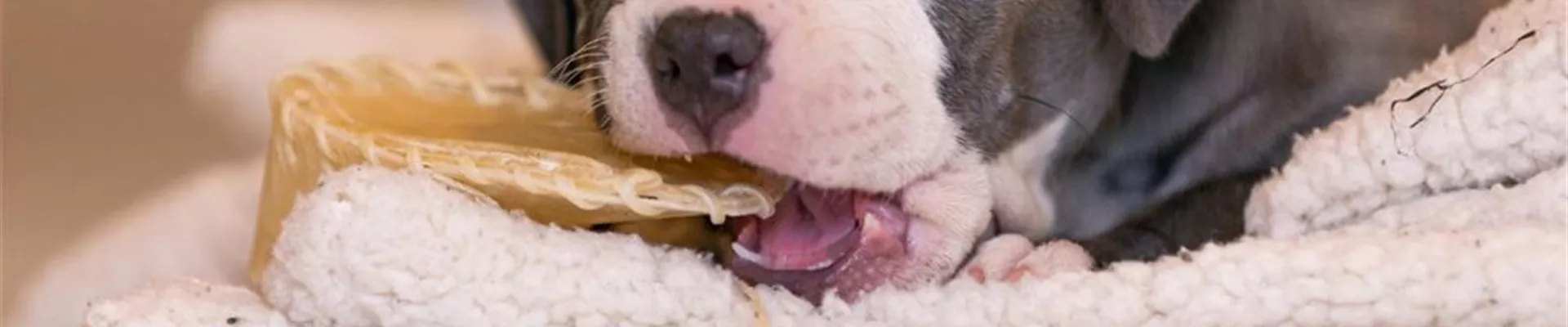 Ein Welpe kaut auf einem Kauartikel-0-477-1500-321.jpg