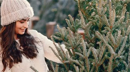 Haubensak Weihnachtsbaum NL HP LS2321942.jpg