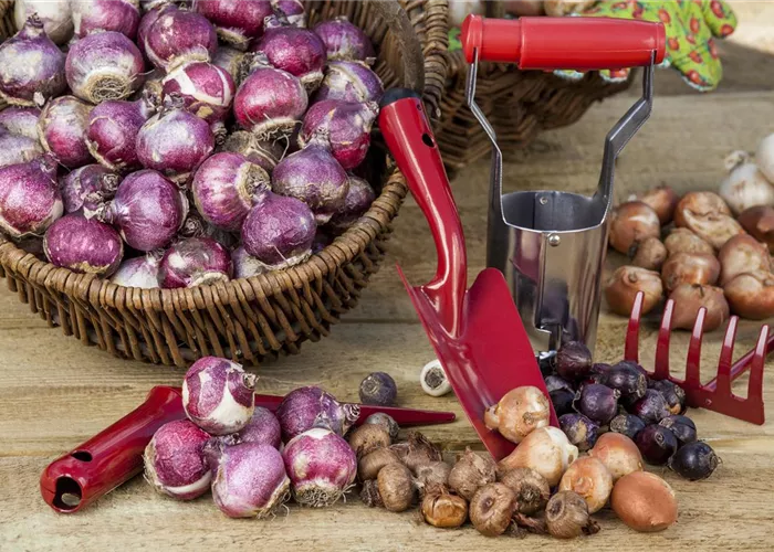 Frühblüher im Haus – Blumenzwiebel antreiben