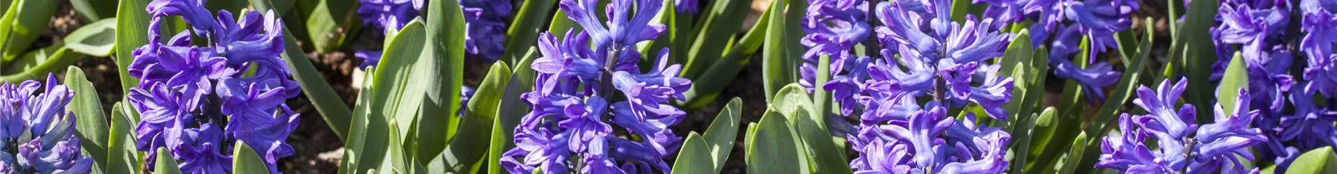 GS514165-0-169-5616-3159.jpg GS514165-0-169-5616-3159.jpg