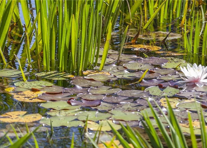 Gartenteichpflege Gartenteichpflege