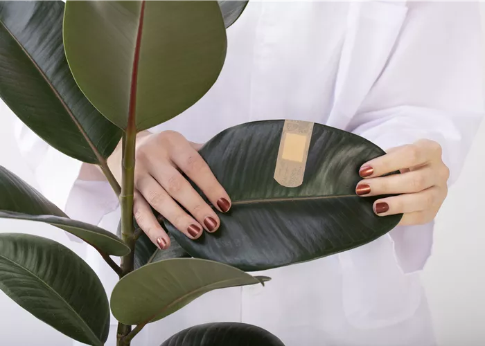 Pflanzendoktor Pflanzendoktor