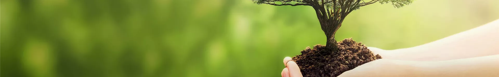 hand-holding-tree-on-blur-green-nature-0-951-5000-1071.jpg hand-holding-tree-on-blur-green-nature-0-951-5000-1071.jpg