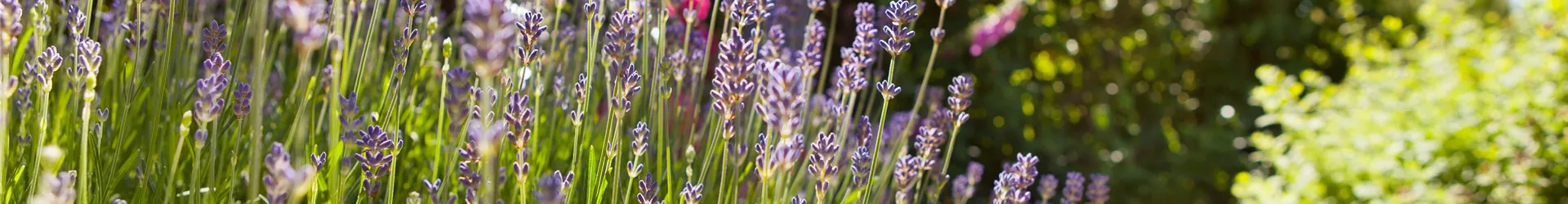 GS408036-0-0-5616-3744.jpg GS408036-0-0-5616-3744.jpg