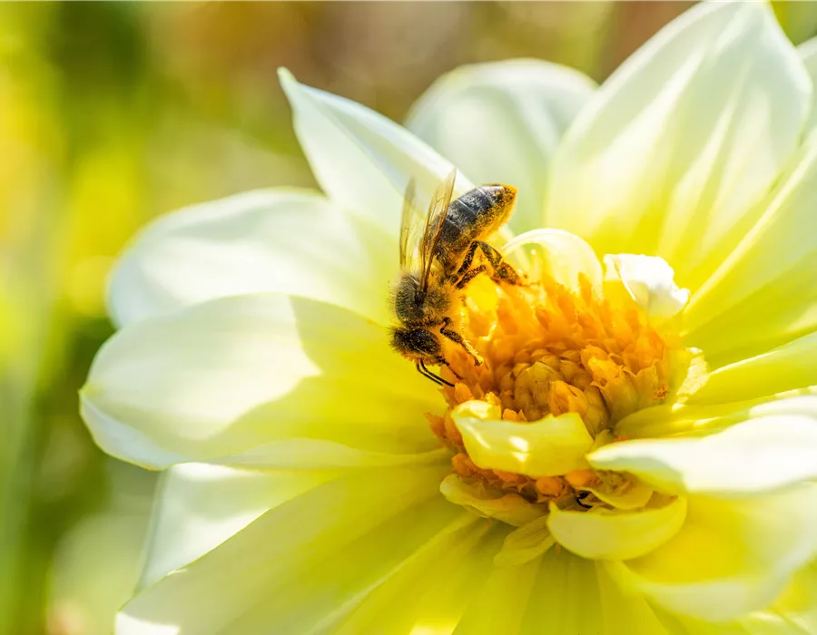 Bienenfreundlicher Garten