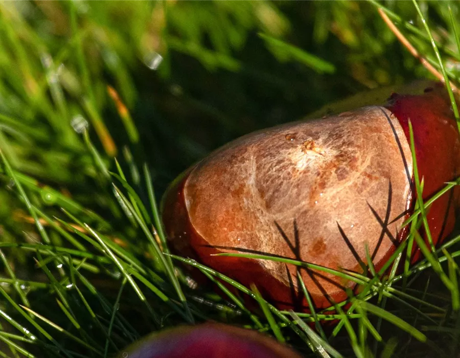 Rasenpflege im Herbst Rasenpflege im Herbst