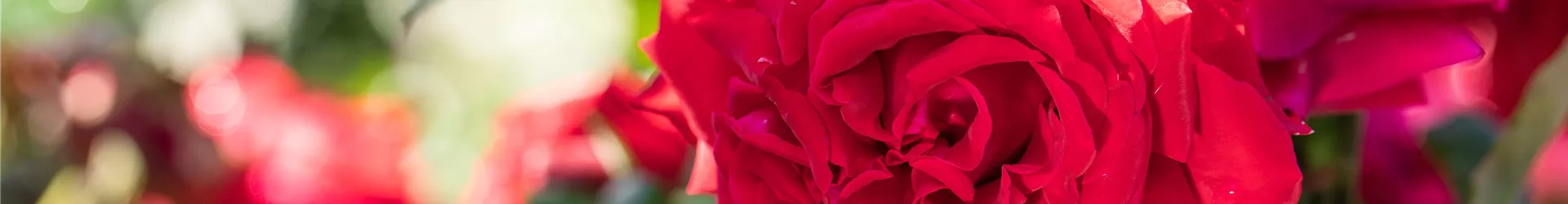 GS621221-0-0-6720-4480.jpg GS621221-0-0-6720-4480.jpg