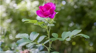 Edelrose, magenta
