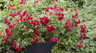 Strauchrose, rot