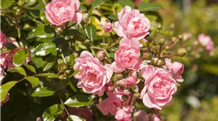Bodendeckerrose, rosa