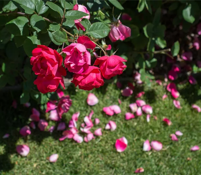 close-up-pink-rose.jpg