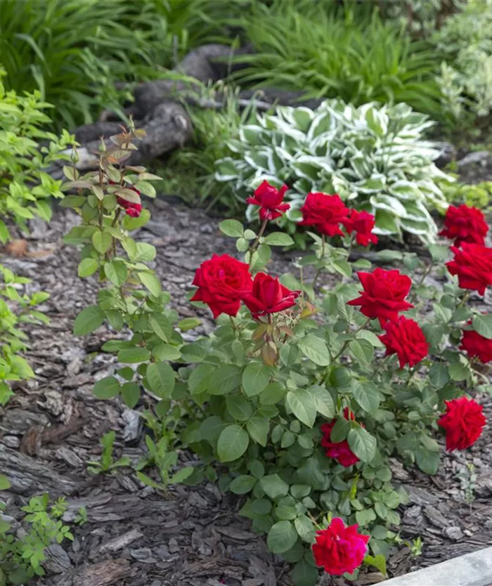 flowering-roses-flowerbed-park-landscape-design-perennial-plants.jpg