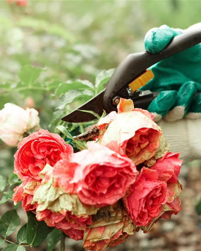 cropped-view-gardening-worker-wearing-protective-gloves-while-trimming-plants.jpg
