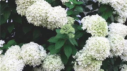 closeup-white-flowers-bush-natural-background.jpg