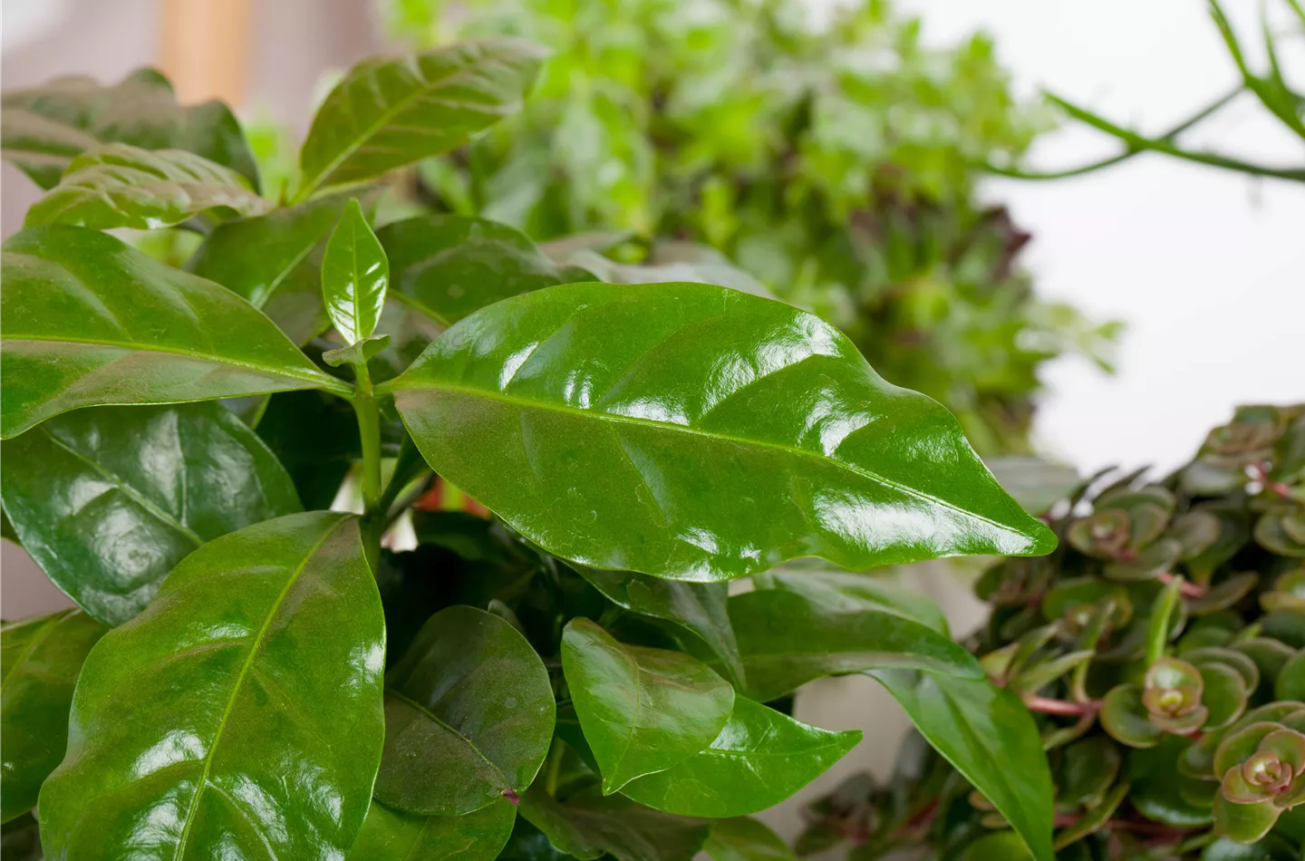 Eigener Kaffee aus dem Garten – das ist möglich