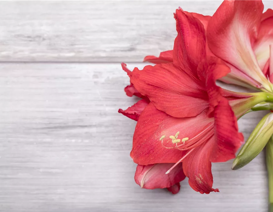Amaryllis