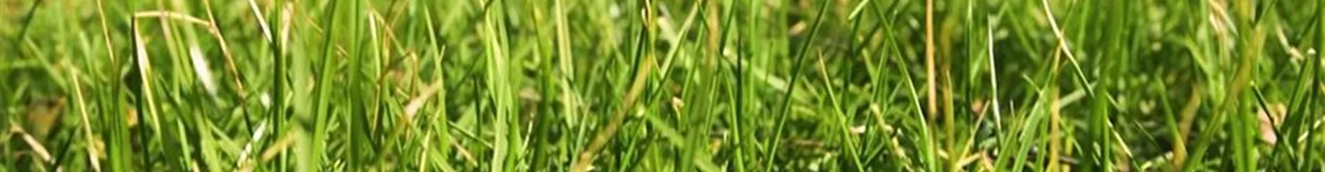 Rasen anlegen (Thumbnail)-0-0-1610-907.jpg Rasen anlegen (Thumbnail)-0-0-1610-907.jpg