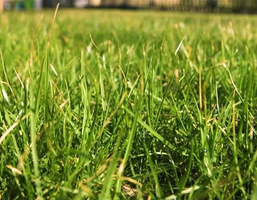 Frühjahrskur für den Rasen