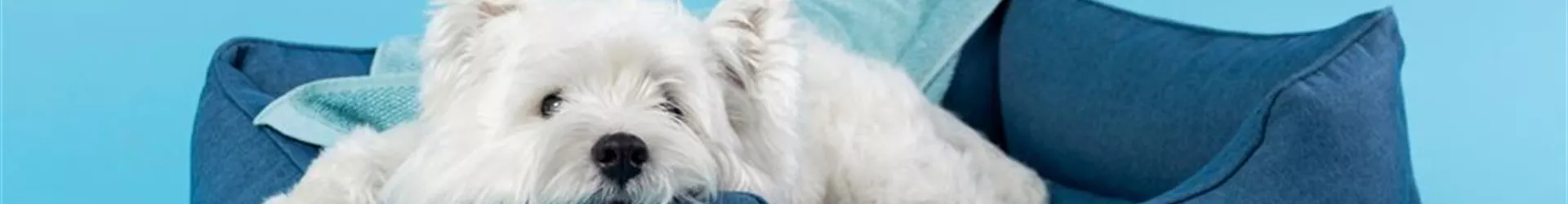 Westhighlandterrier im Hundebett macht es sich gemütlich-0-375-1500-321.jpg Westhighlandterrier im Hundebett macht es sich gemütlich-0-375-1500-321.jpg