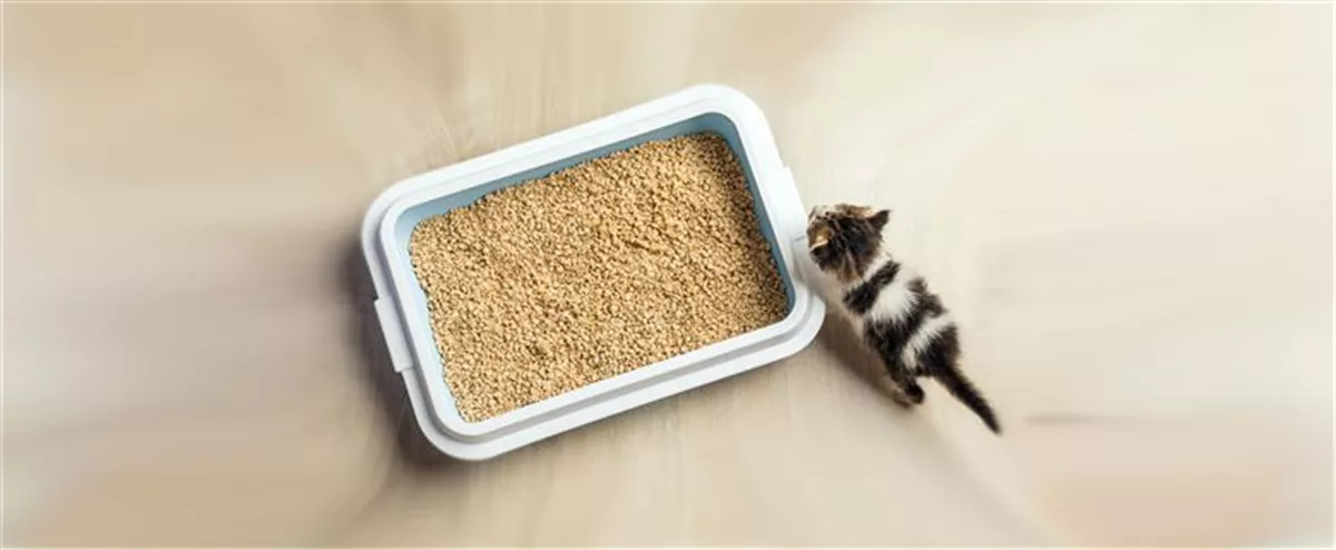 Das richtige Katzenklo ist nicht die Wahl des Menschens alleine -  Gartencenter Haubensak
