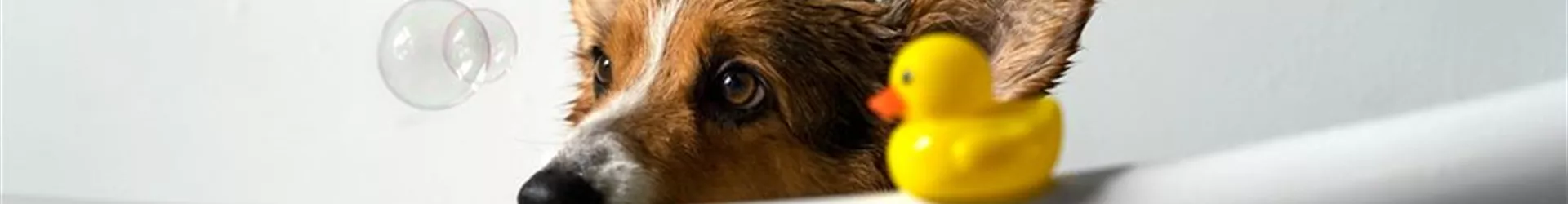 Hund in der Badewanne mit seinem Quietscheentchen-0-422-1500-321.jpg Hund in der Badewanne mit seinem Quietscheentchen-0-422-1500-321.jpg