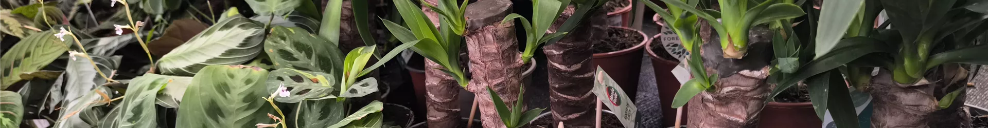 Zimmerpflanzen Grünpflanze 3.jpg