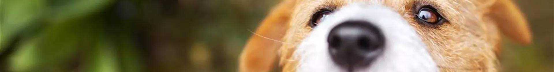 Ein Hund bekommt ein Leckerchen aus der Hand-0-190-1500-321.jpg Ein Hund bekommt ein Leckerchen aus der Hand-0-190-1500-321.jpg