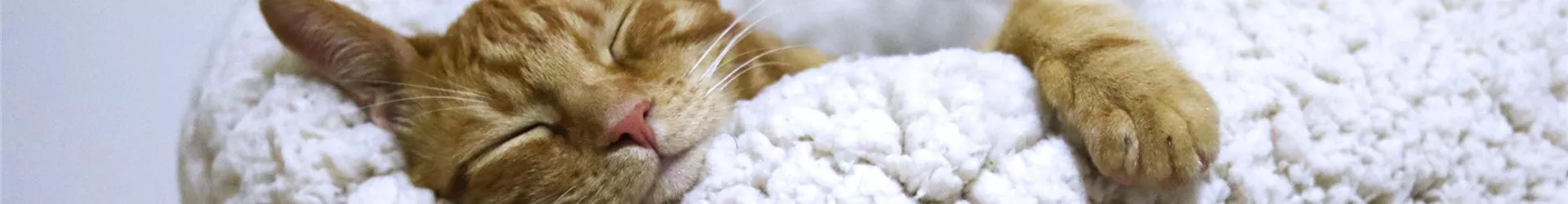 Katze schläft im Katzenbett-0-626-3500-750.jpg Katze schläft im Katzenbett-0-626-3500-750.jpg