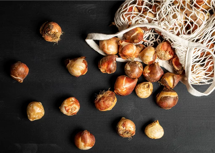 Blumenzwiebel Blühkalender Blumenzwiebel Blühkalender