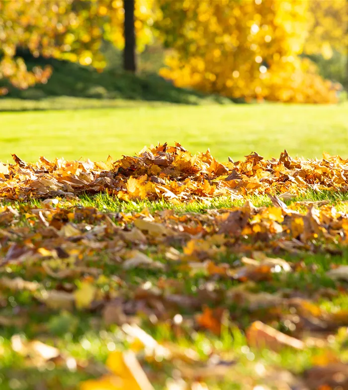 Herbst - Laub auf Rasen