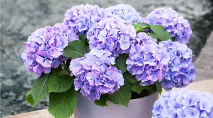 Hydrangea macrophylla 'Blauer Zwerg'