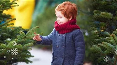 Haubensak Weihnachtsbaum HomepageLS2414352.jpg