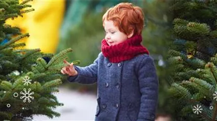 Haubensak Weihnachtsbaum HomepageLS2414352.jpg