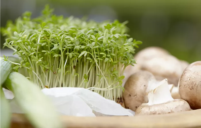 Kresse mit Champignons