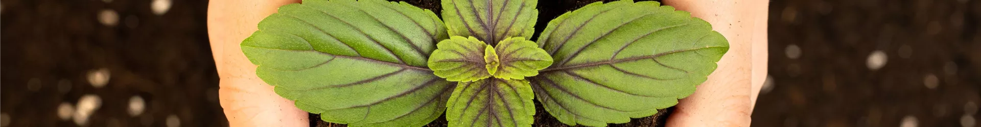 GS639635-0-832-6231-1335.jpg GS639635-0-832-6231-1335.jpg