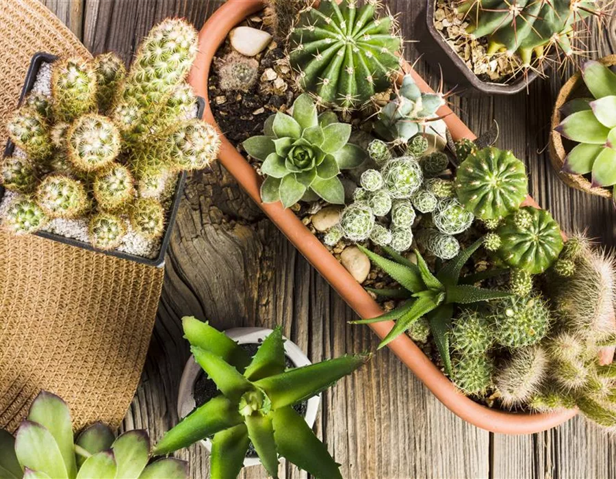 Pflanzen, die der Heizungsluft trotzen